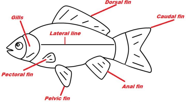 Diagram of labelled fish fins — AskNature