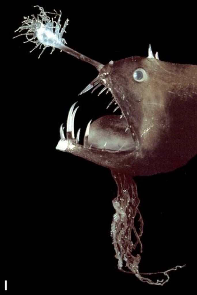 Lure attracts prey : Anglerfishes - AskNature