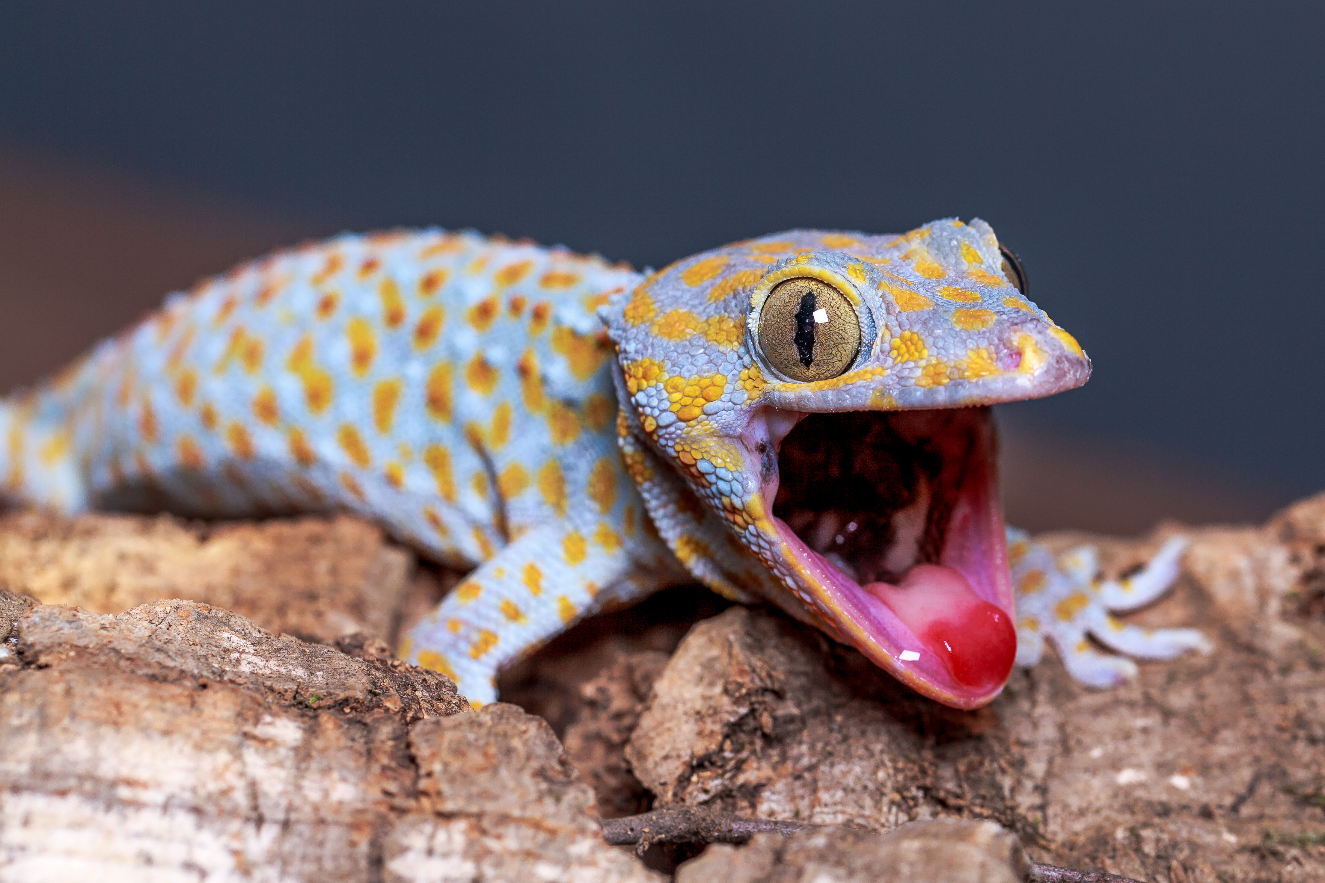 Pupil enables clear vision in extreme light conditions : Tokay Gecko