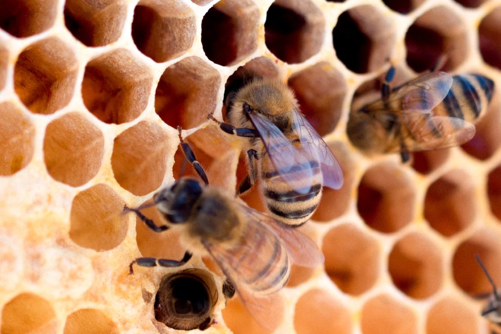 Honeycomb Structure Is Space-efficient And Strong : Carpenter Bees ...