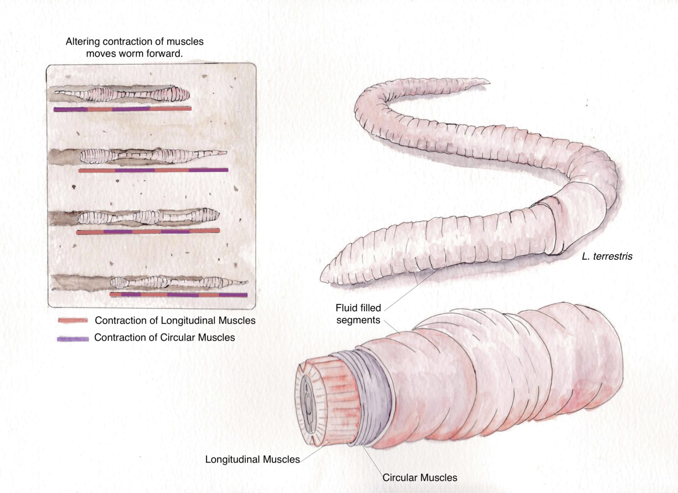 The different segments of the earthworm body — AskNature