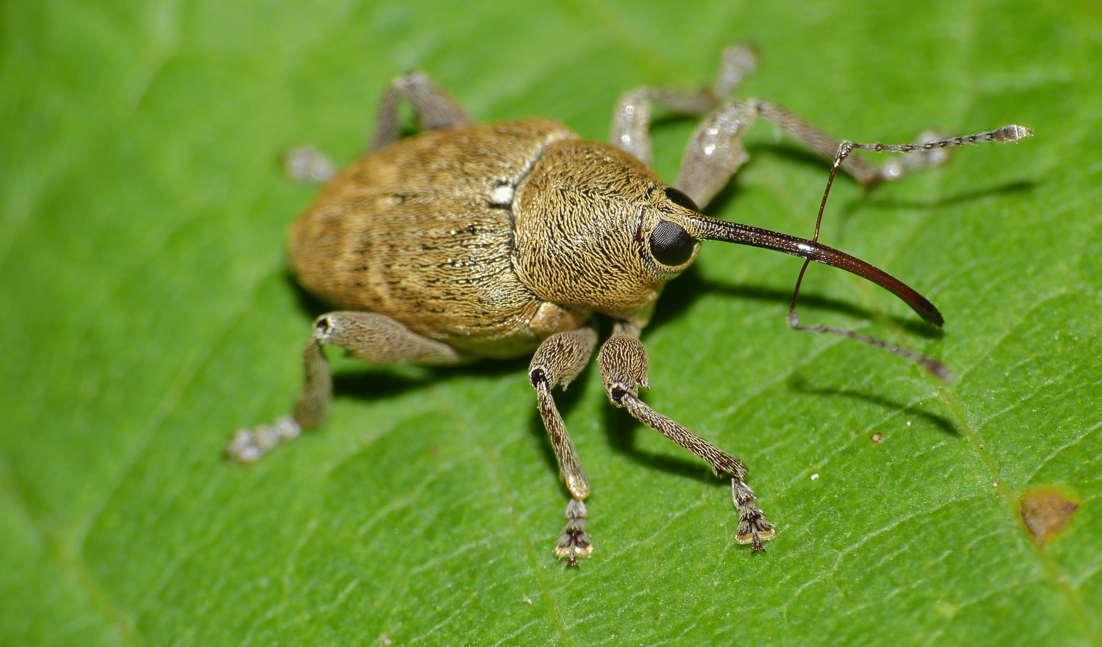 Acorn Weevil Snouts Bend To The Brink But Don’t Break — Biological ...