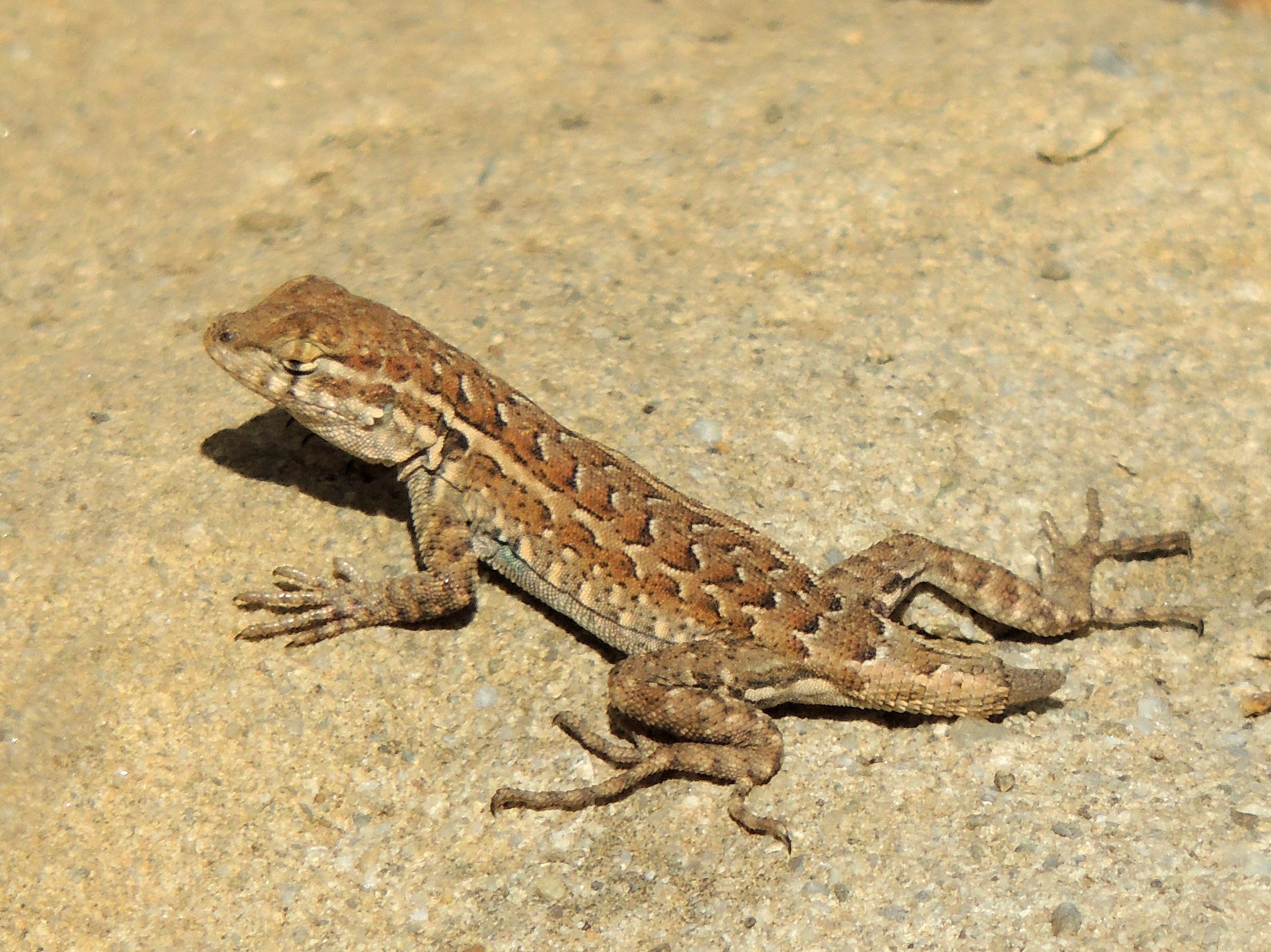 Tail Shedding Protects From Predators — Biological Strategy — Asknature