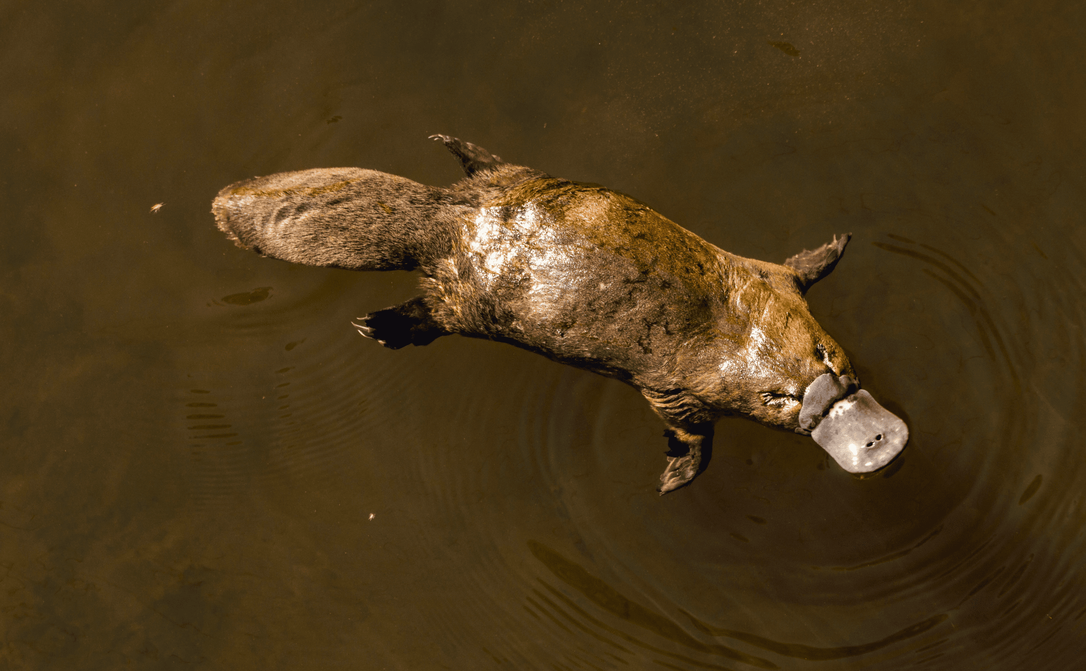 skyrim platypus feet skyrim platypus feet