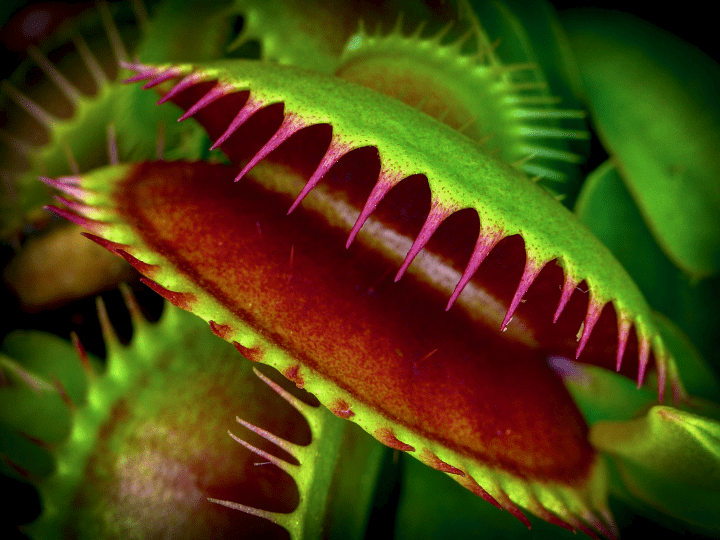 venus fly trap flower power