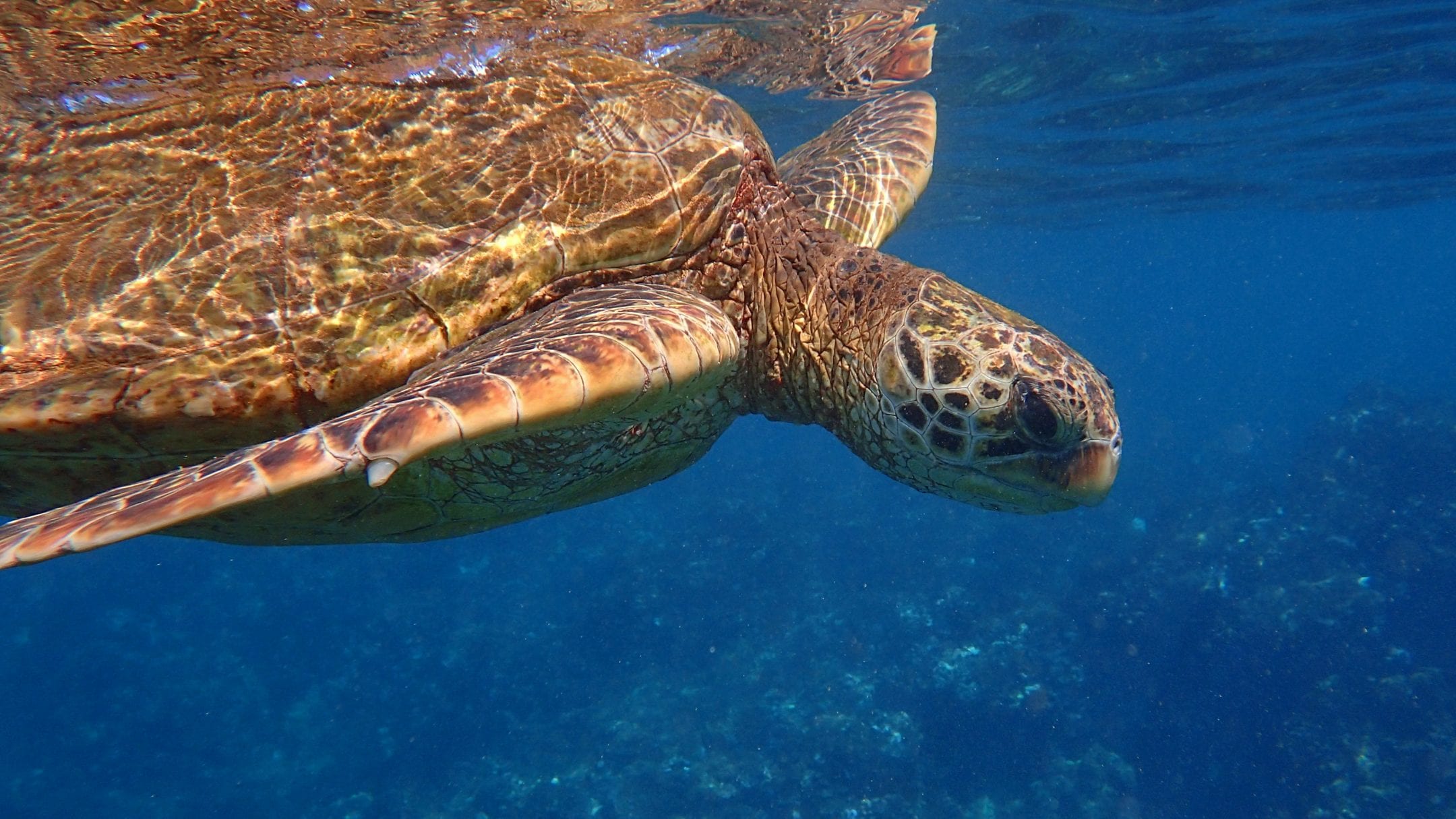 Shell Alters Buoyancy — Biological Strategy — AskNature