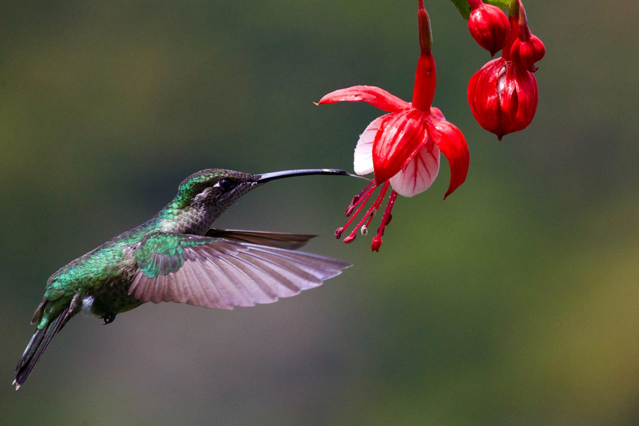 Shape-shifting Tongue Is the Key to a Hummingbird’s Nectar Gathering ...