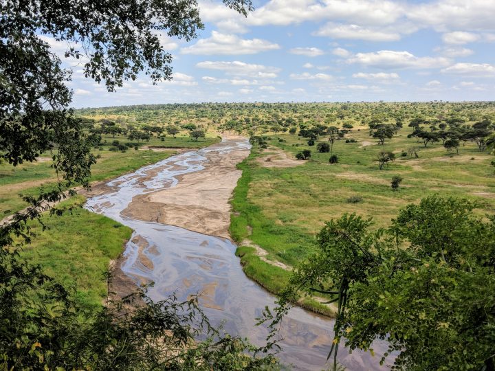 Tree and Grass Savanna Maintains Equilibrium — Biological Strategy ...