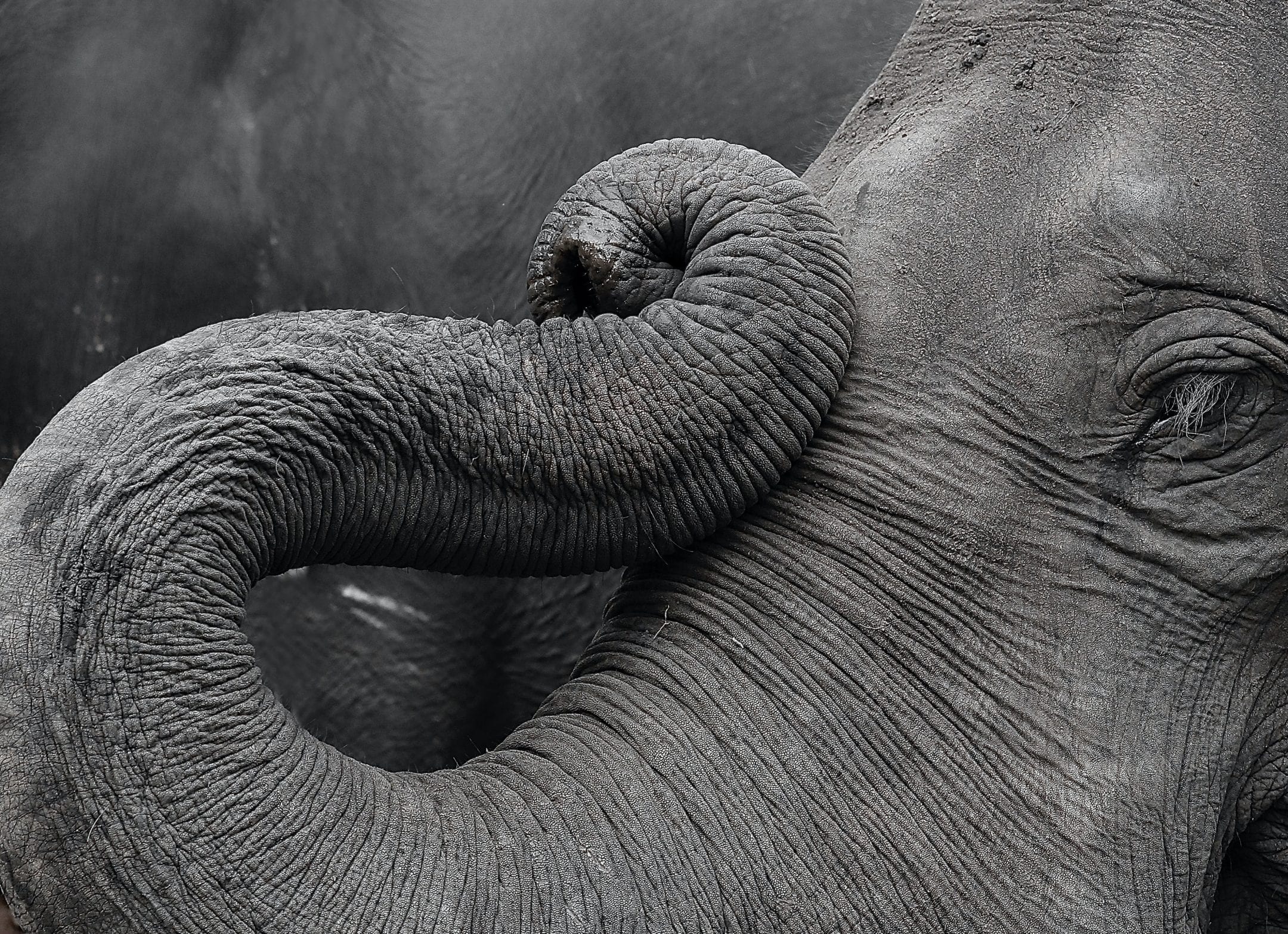 How Elephant Trunks Twist And Twirl — Biological Strategy — Asknature