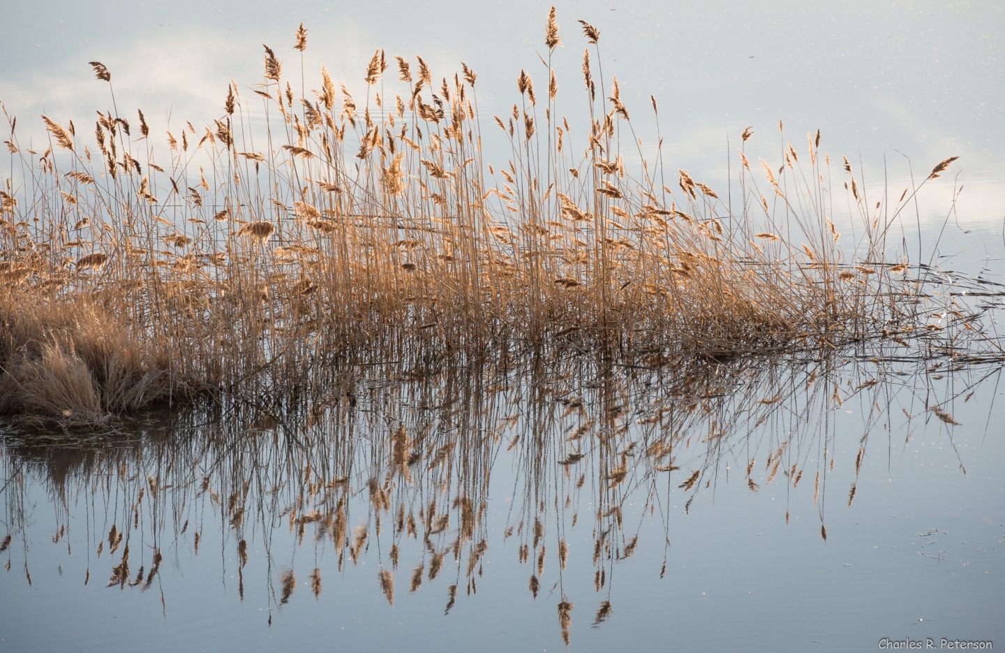 how-wetland-plants-get-air-to-waterlogged-roots-biological-strategy