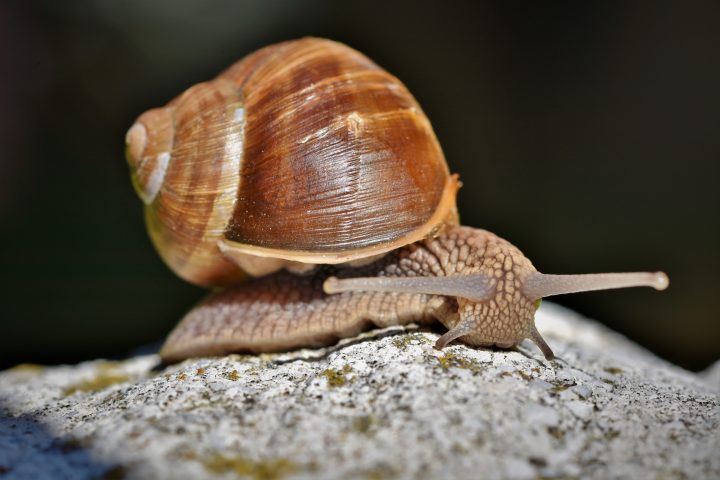 desert snail shells