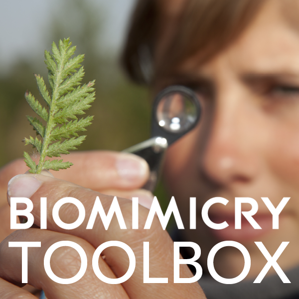 Biomimicry Toolbox - AskNature