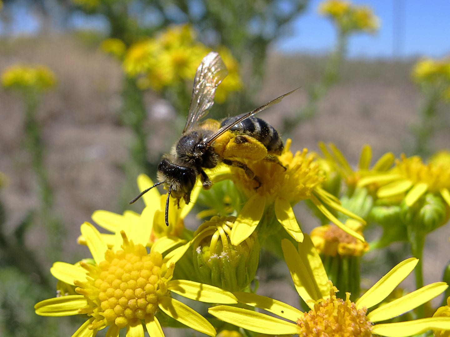 Scopa packed with pollen on a mining bee. — AskNature