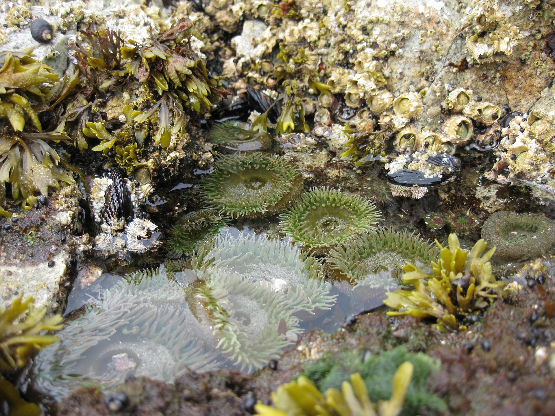 A tide pool in the rocky intertidal zone — AskNature