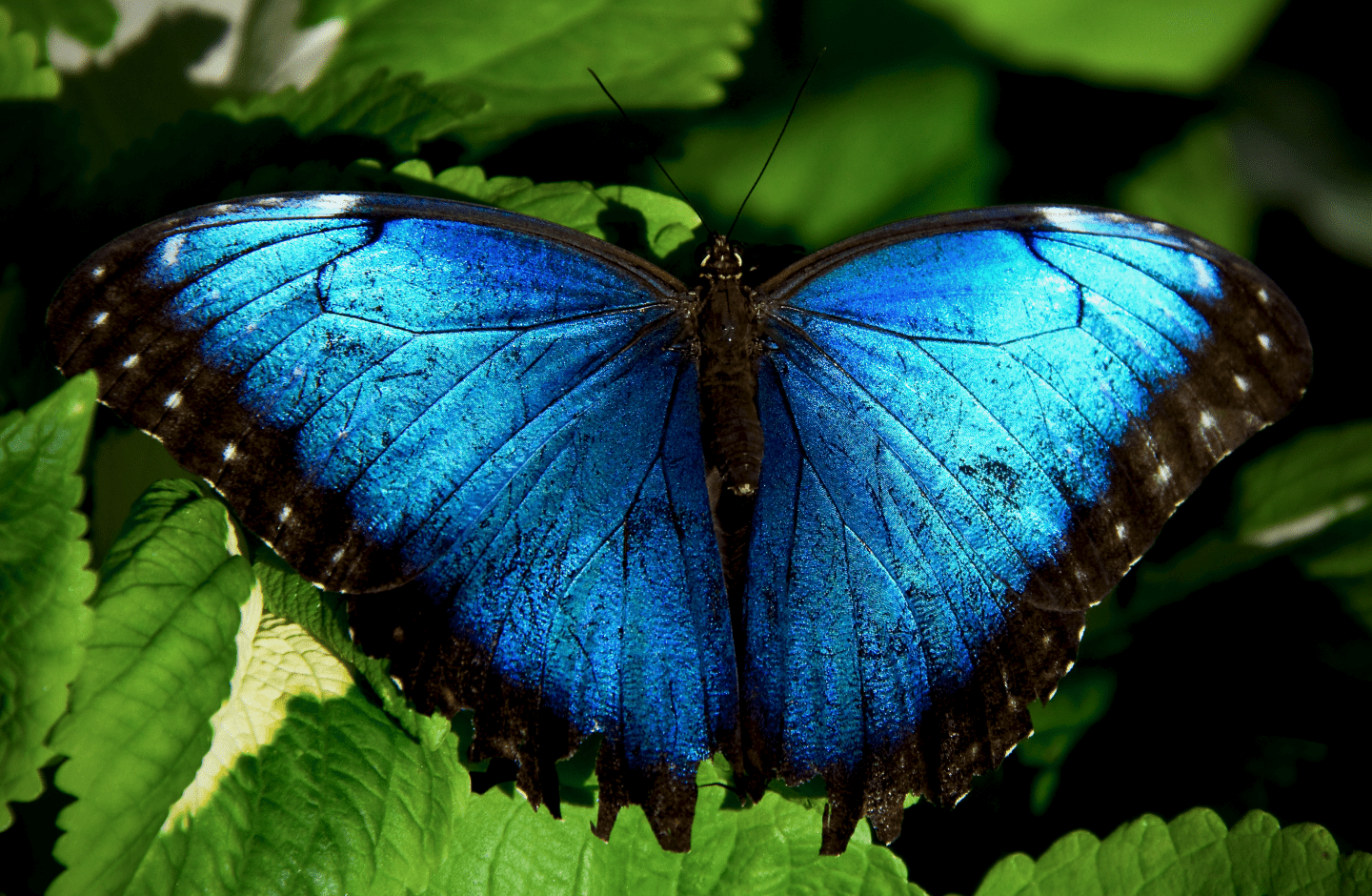 Butterflies Hack Light Waves to Produce Brilliant Color — Biological ...