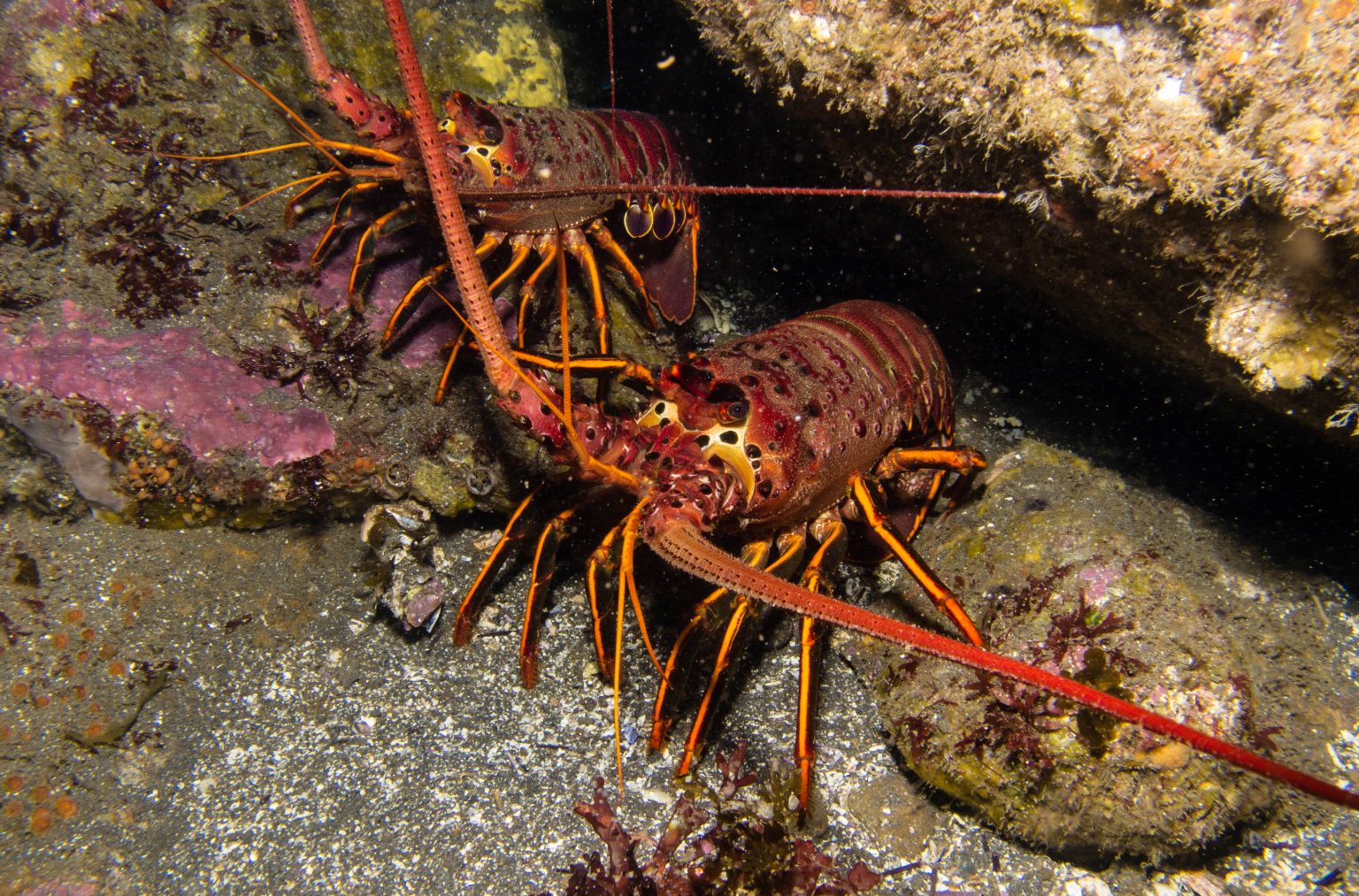 California Spiny Lobsters — AskNature