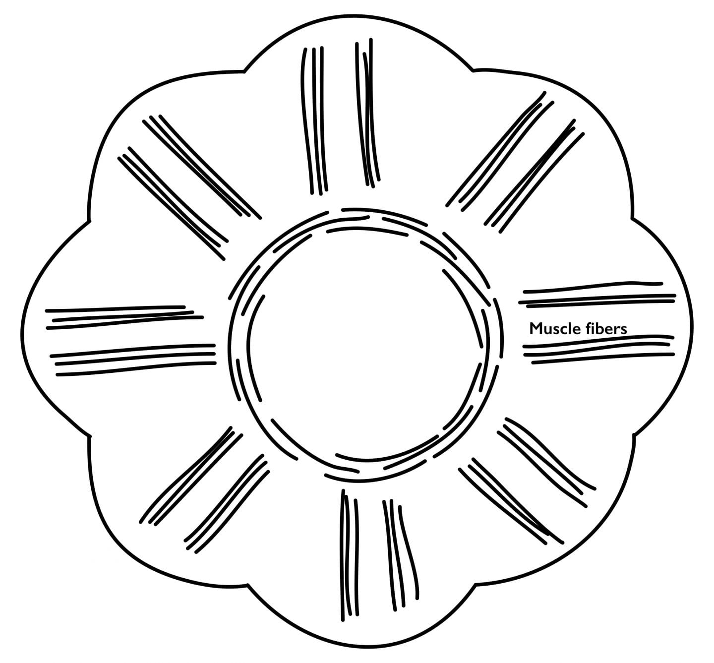 Contracting Ring of Muscle Propels Body Forward — Biological Strategy