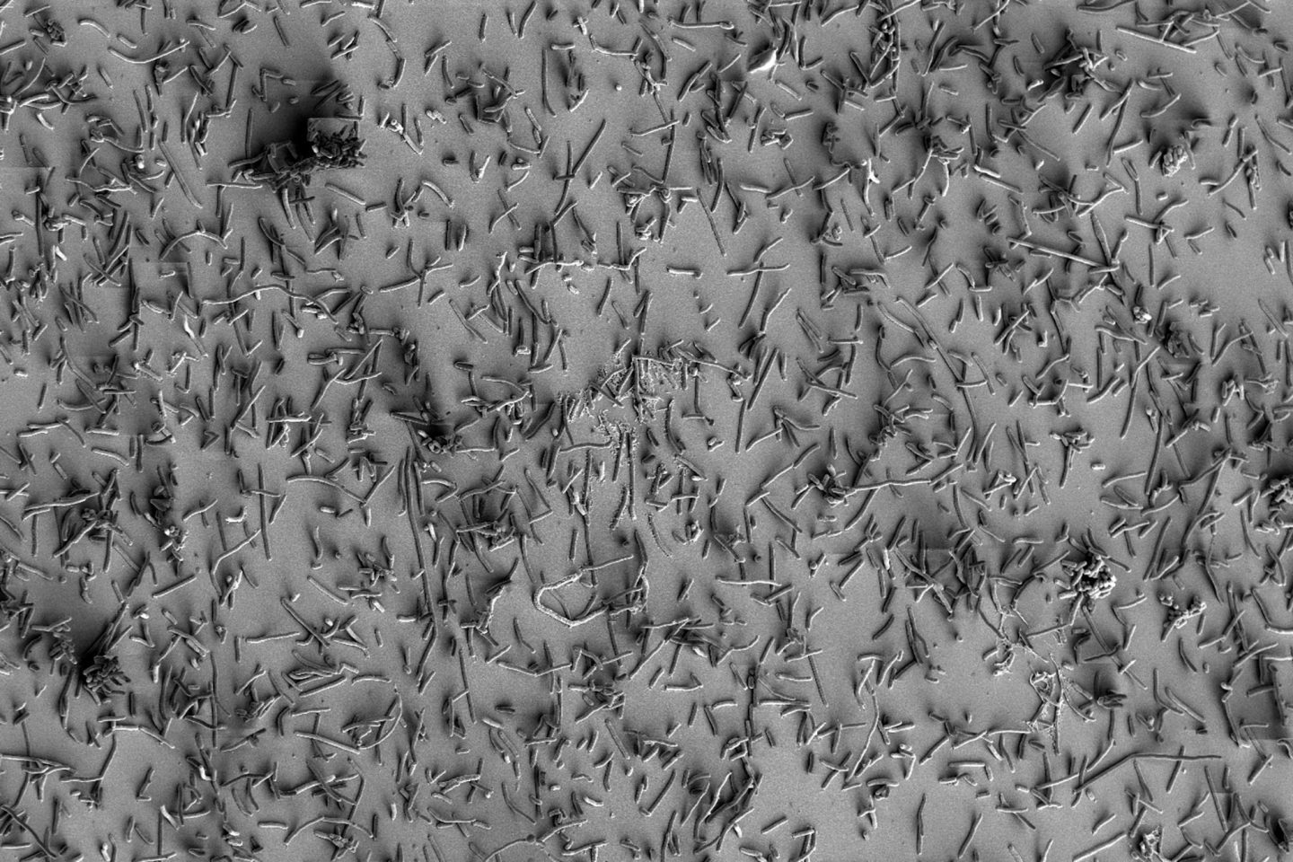 Slime Enables Movement — Biological Strategy — AskNature