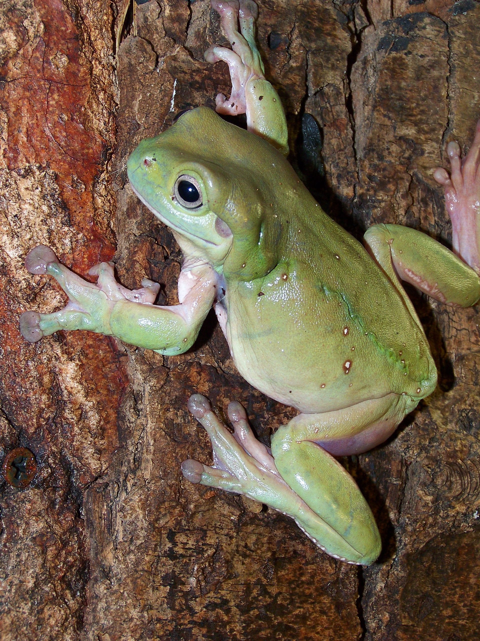 Toe Pads Adhere And Clean Themselves Australian Green Treefrog Asknature