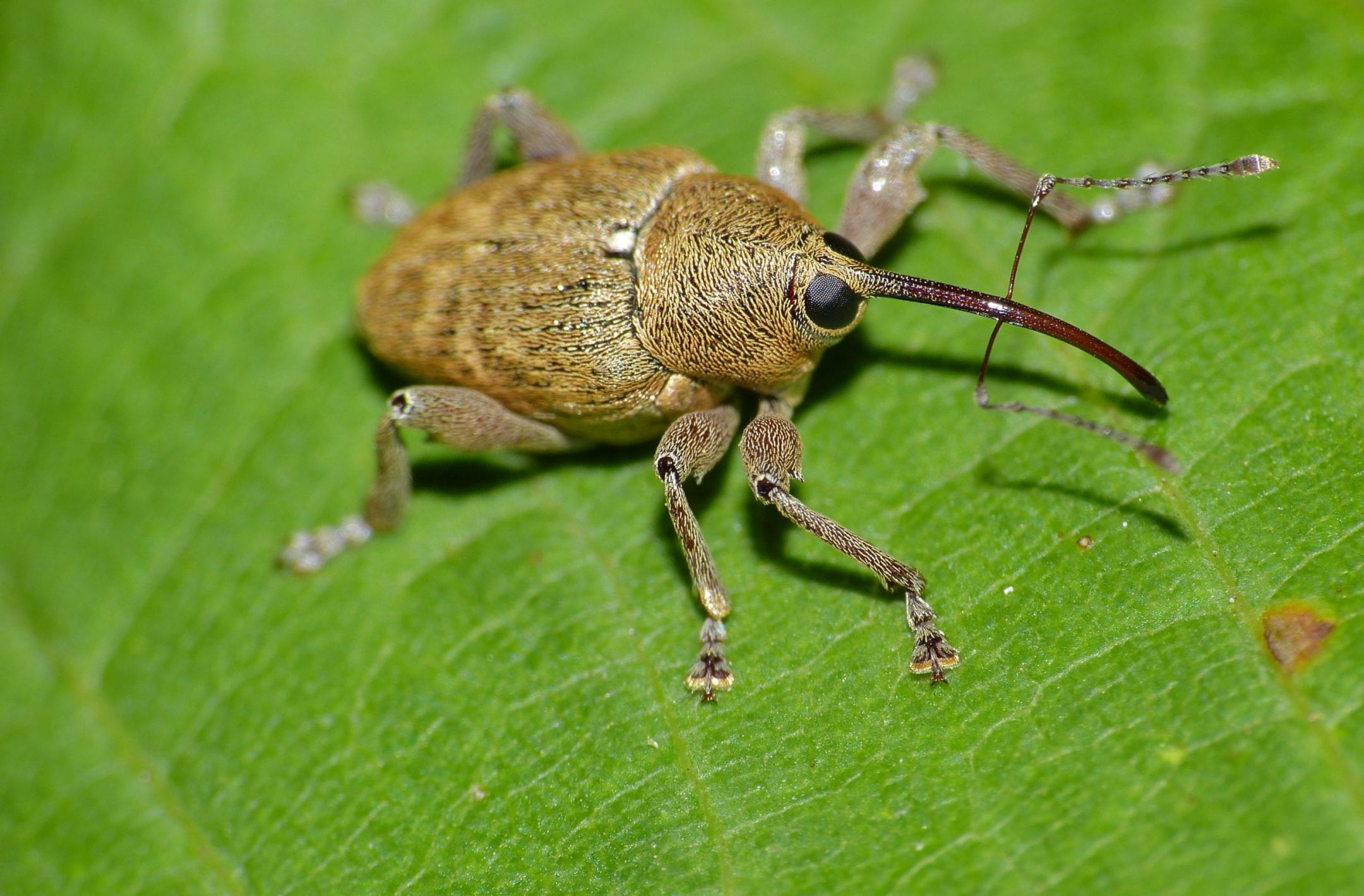 Acorn weevil (Curculio glandium) — AskNature