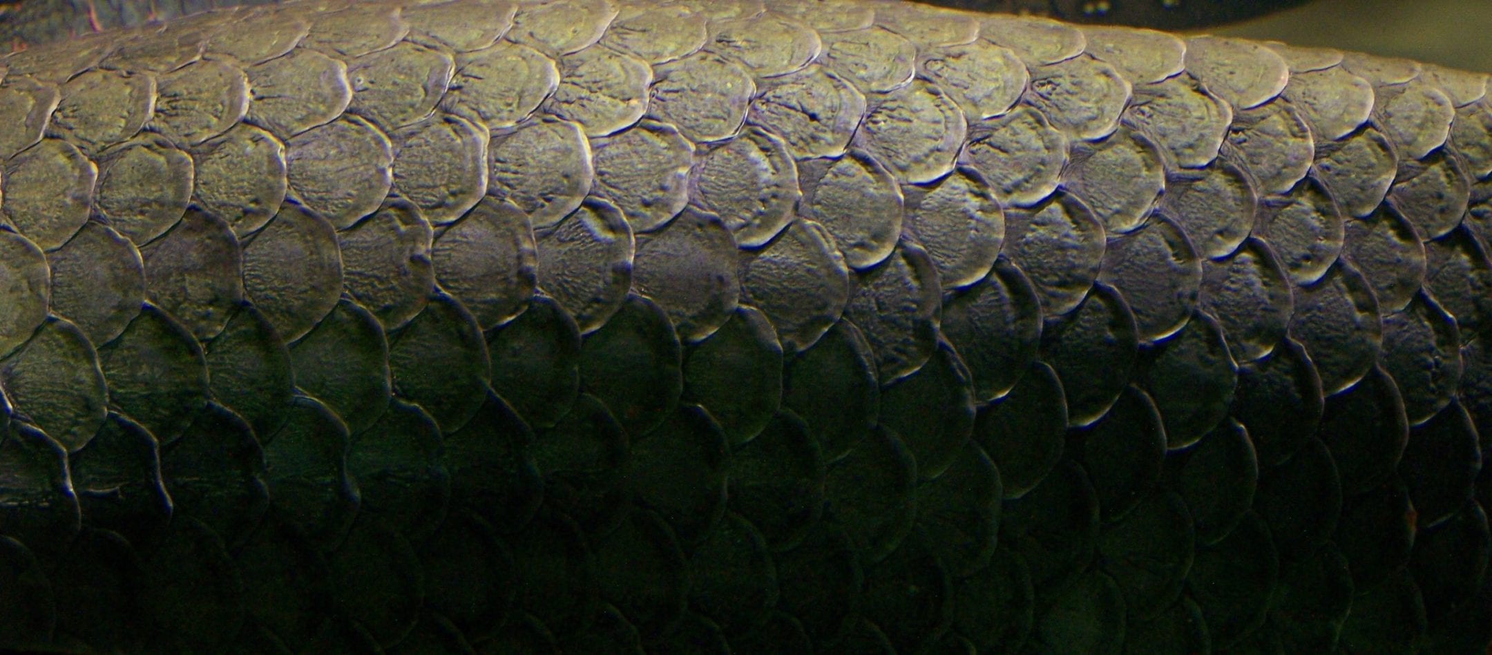 Arapaima fish scales — AskNature
