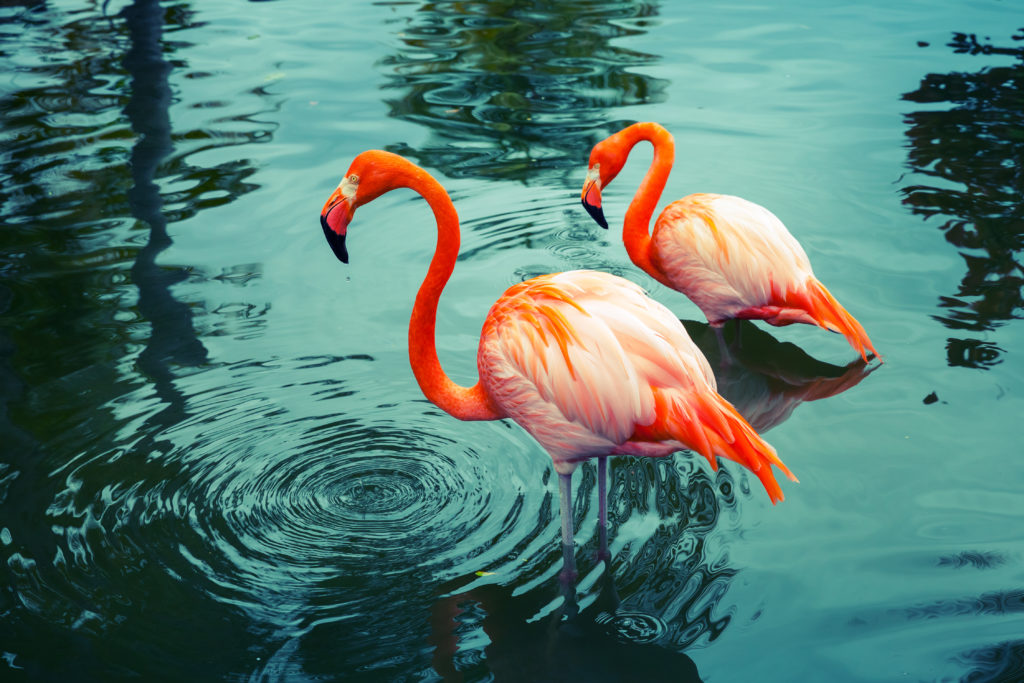 Flamingos Form Friendships : - AskNature