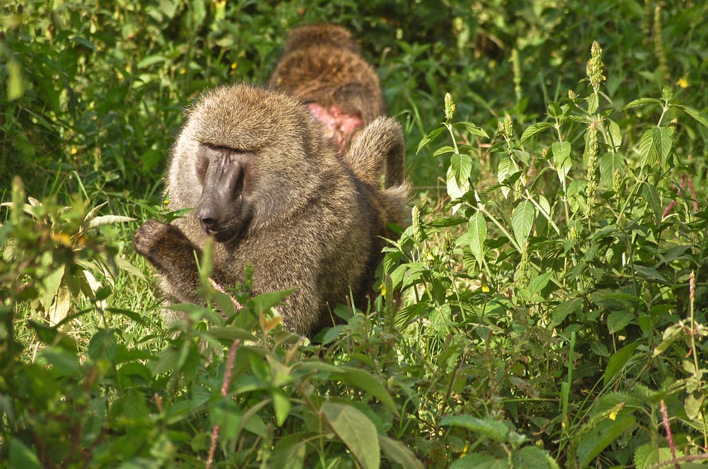 Baboons Stay Together by Making Compromises As a Group — Biological ...