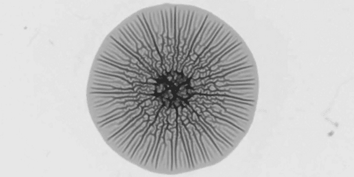 Bacterial Biofilms Form Wrinkles as They Grow — Biological Strategy