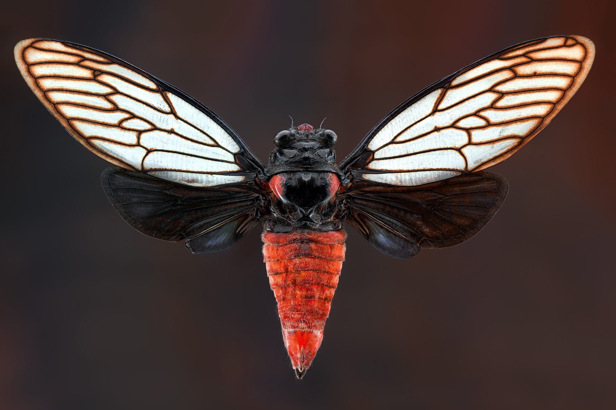 Cicada mirror что это