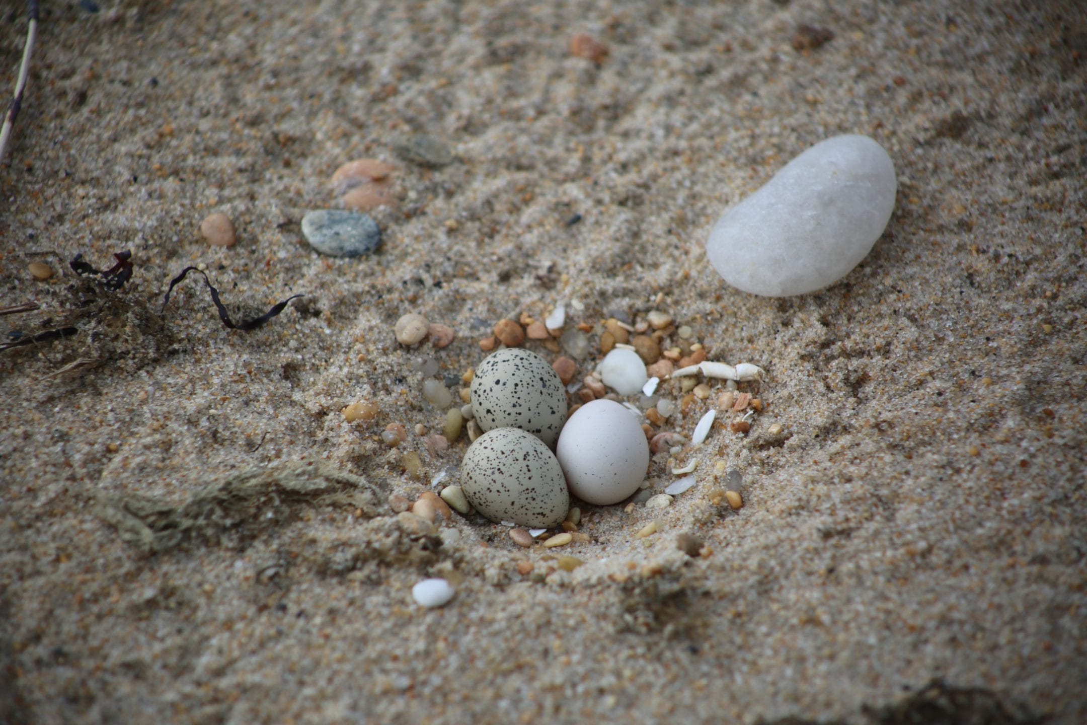 A piping plover’s eggs in its nest on a sandy beach. — AskNature