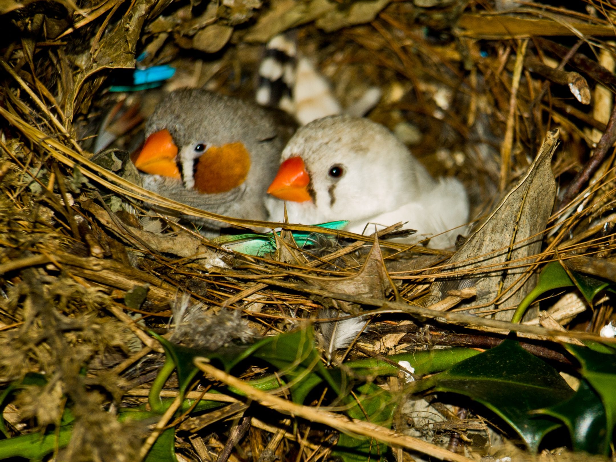 Zebra finch pair sitting in their nest — AskNature