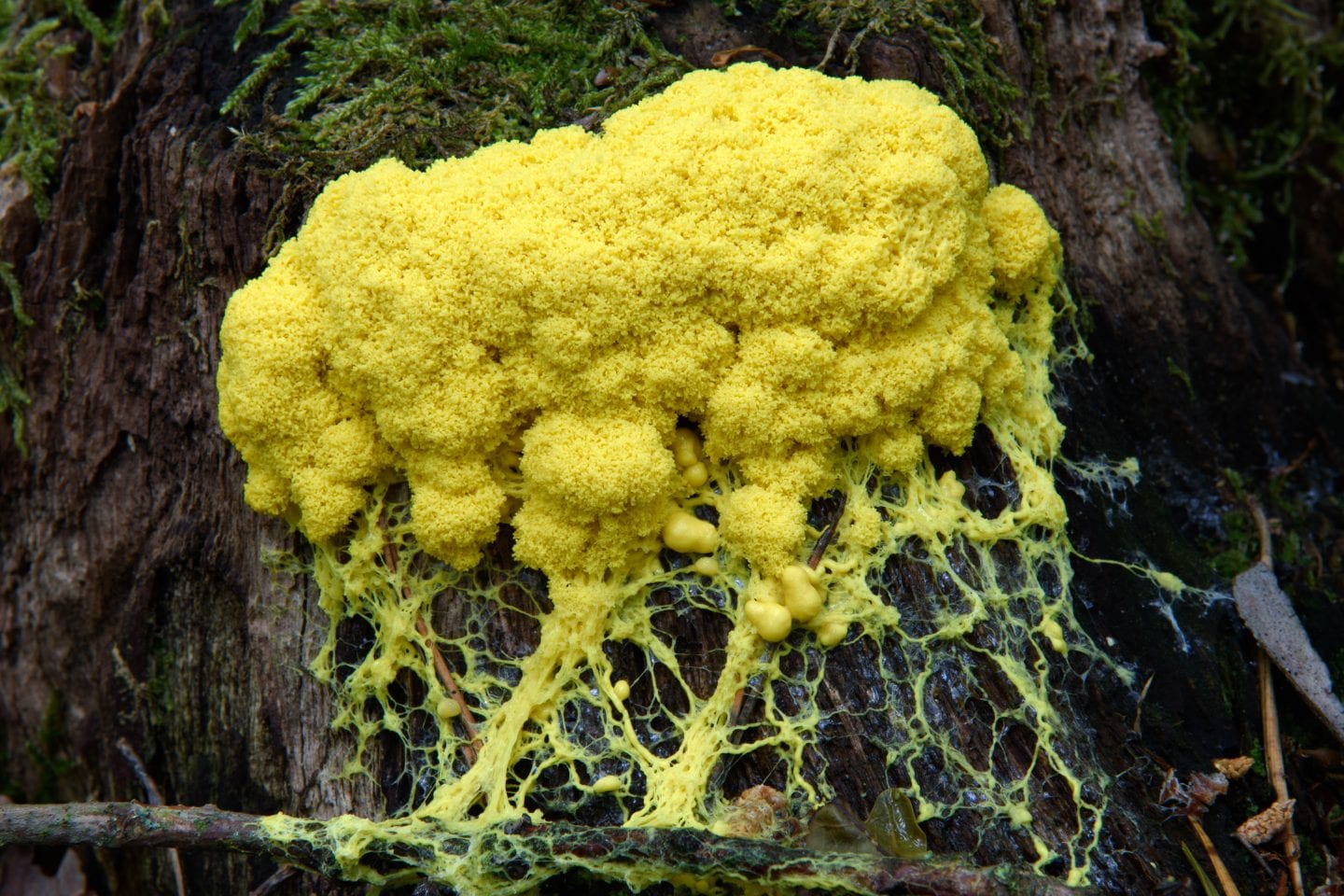 Generative Design Software Inspired by Slime Mold and Human Bones ...