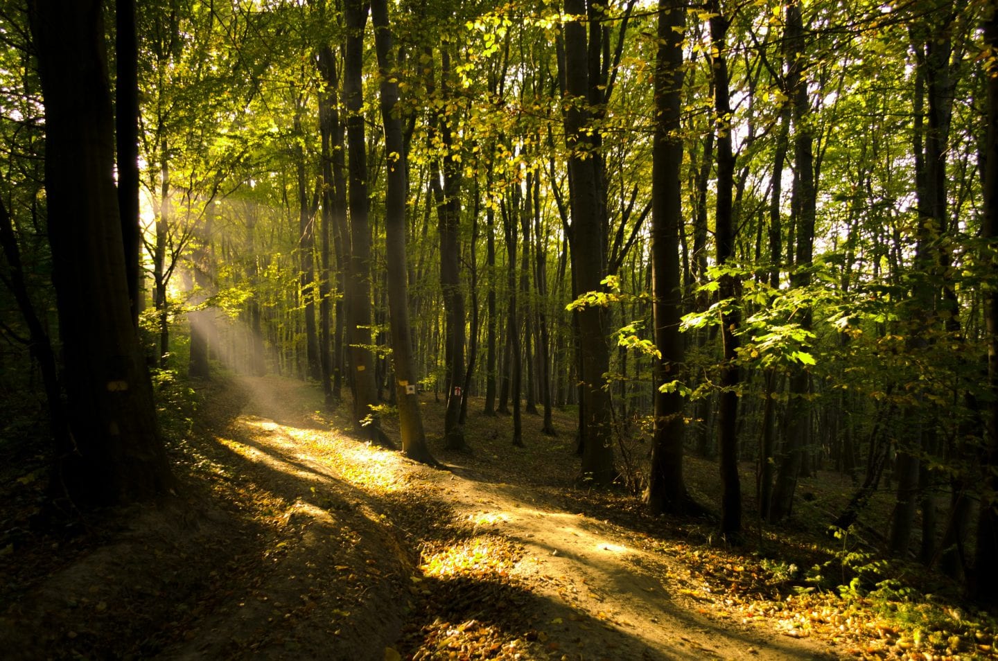 Ventilating Shade Structure Inspired by Trees — Innovation — AskNature