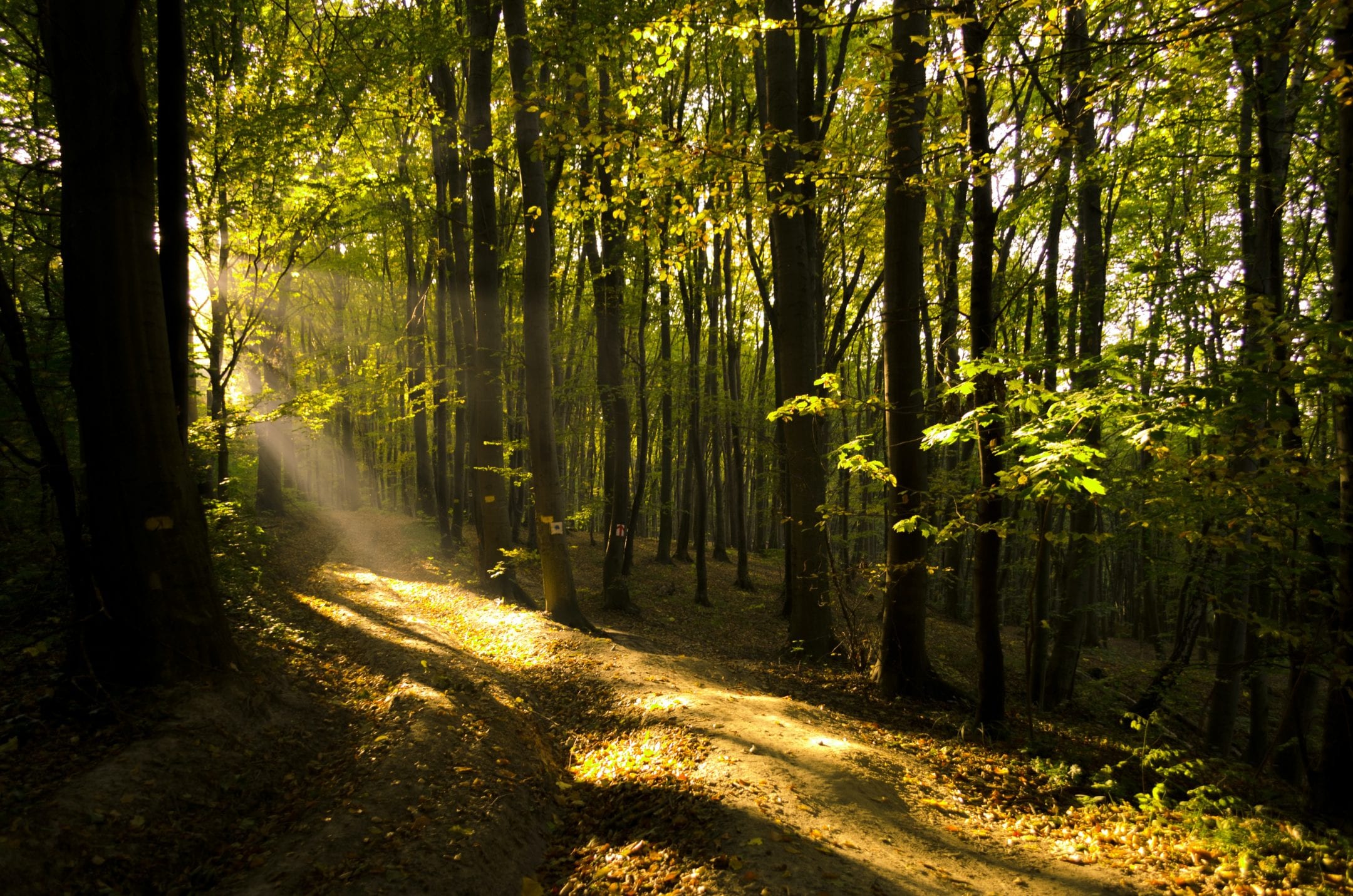 Ventilating Shade Structure Inspired By Trees — Innovation — Asknature