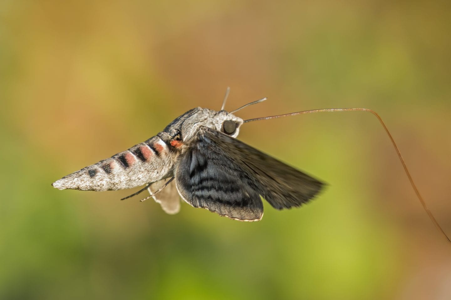 Efficient Wells Turbine Blade Inspired by Hawk Moth Wings — Innovation