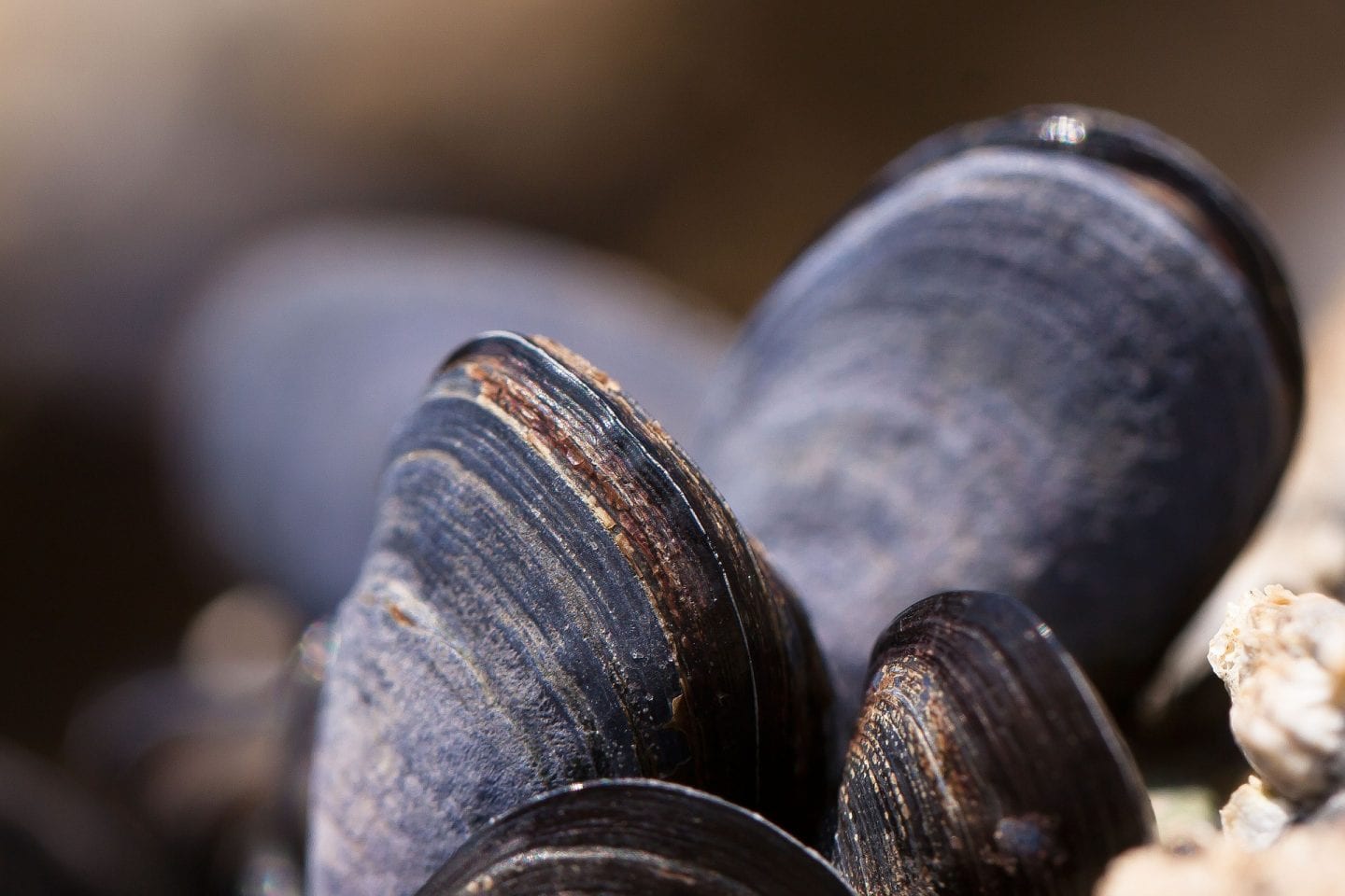 Mussel Mantle Lures Larval Hosts — Biological Strategy — AskNature