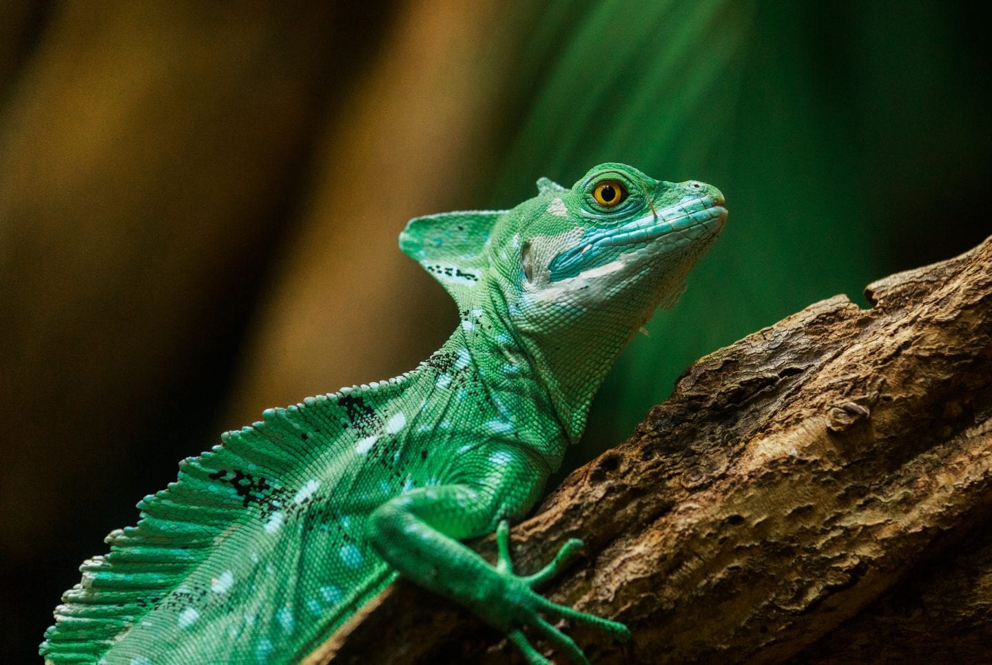 Amphibious Robot Inspired by Lizards and Cockroaches — Innovation ...