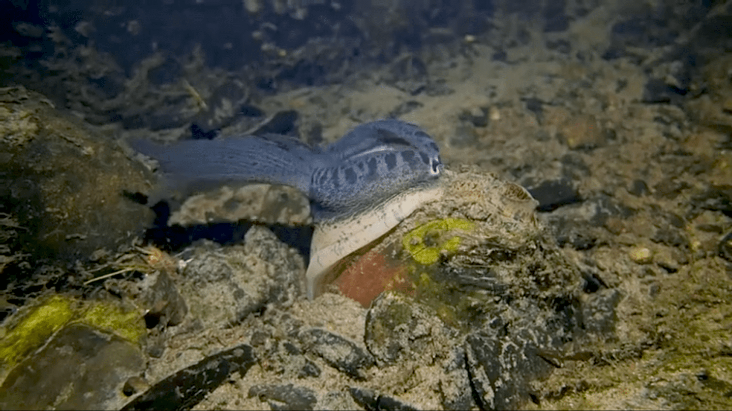 Mussel Mantle Lures Larval Hosts — Biological Strategy — AskNature