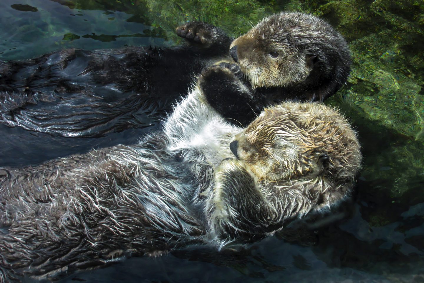 Flood-resistant Shelter Inspired by Swordfish, Geckos, and Sea Otters ...