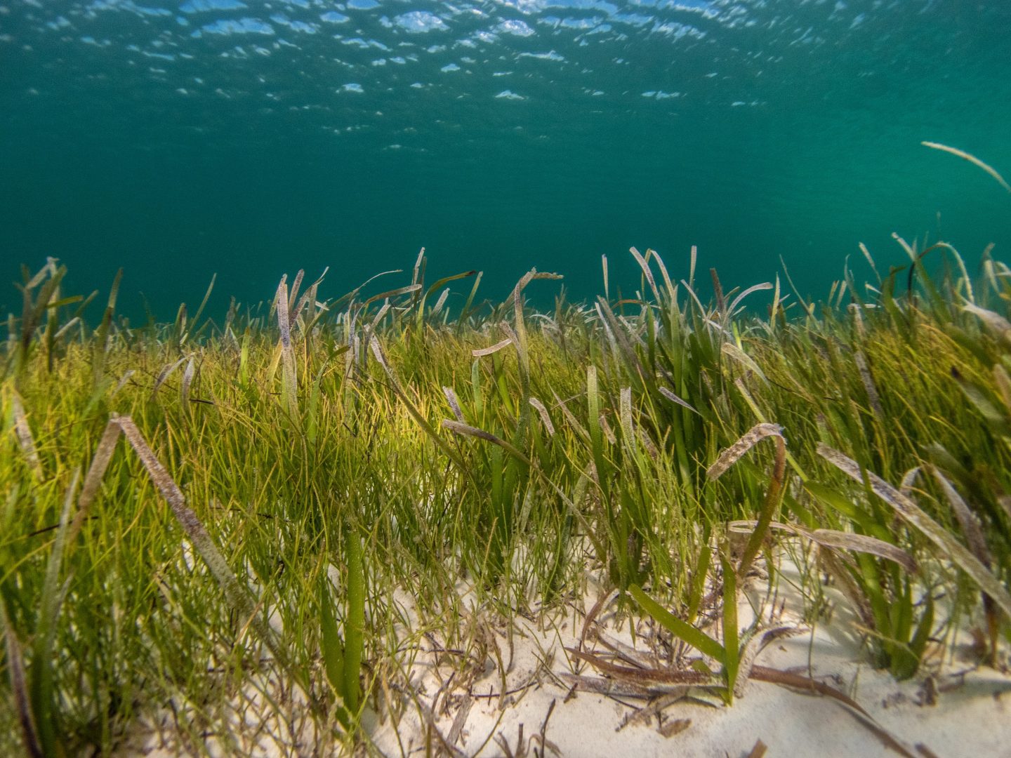 Erosion Prevention Inspired by Oyster Beds and Seagrass — Innovation ...