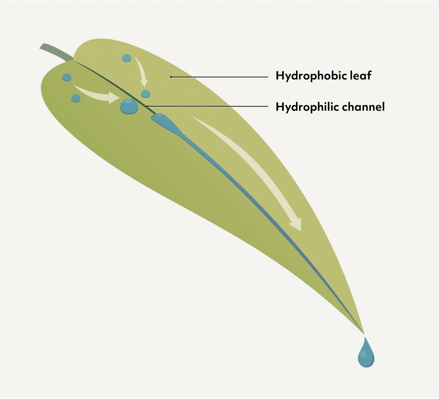 Young Leaves Channel Water — Biological Strategy — AskNature