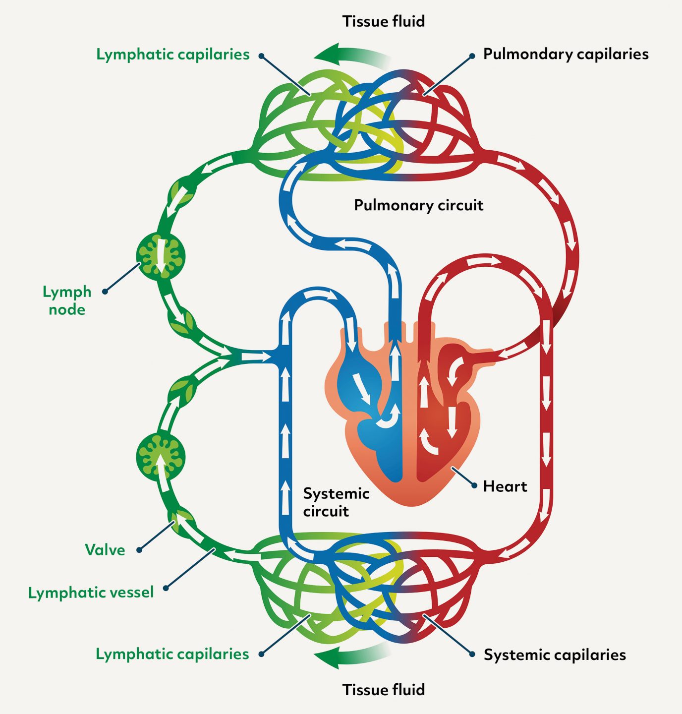 How the Lymph System Pumps With No Pump — Biological Strategy — AskNature