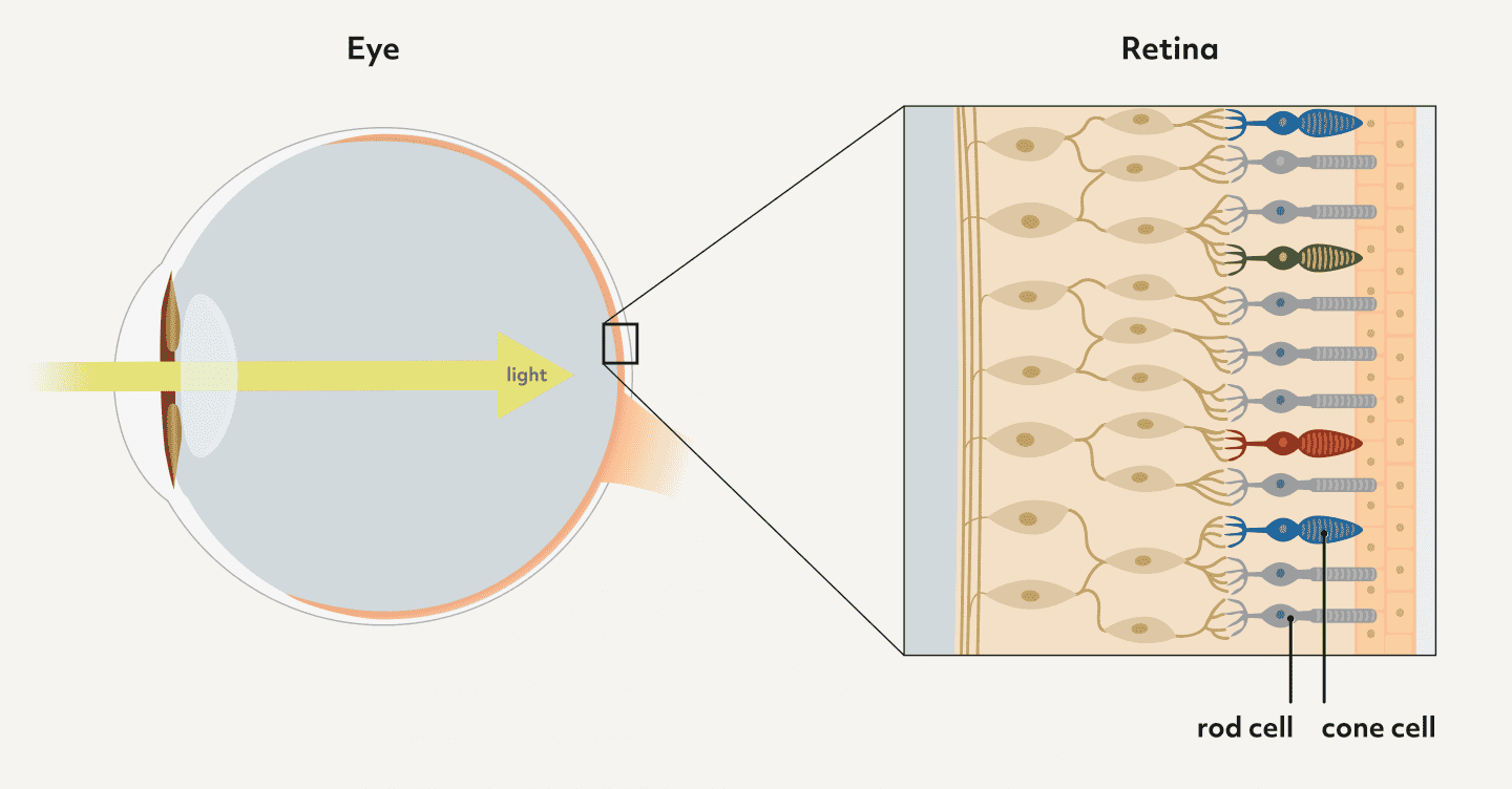 The Fish That See in the Dark — Biological Strategy — AskNature