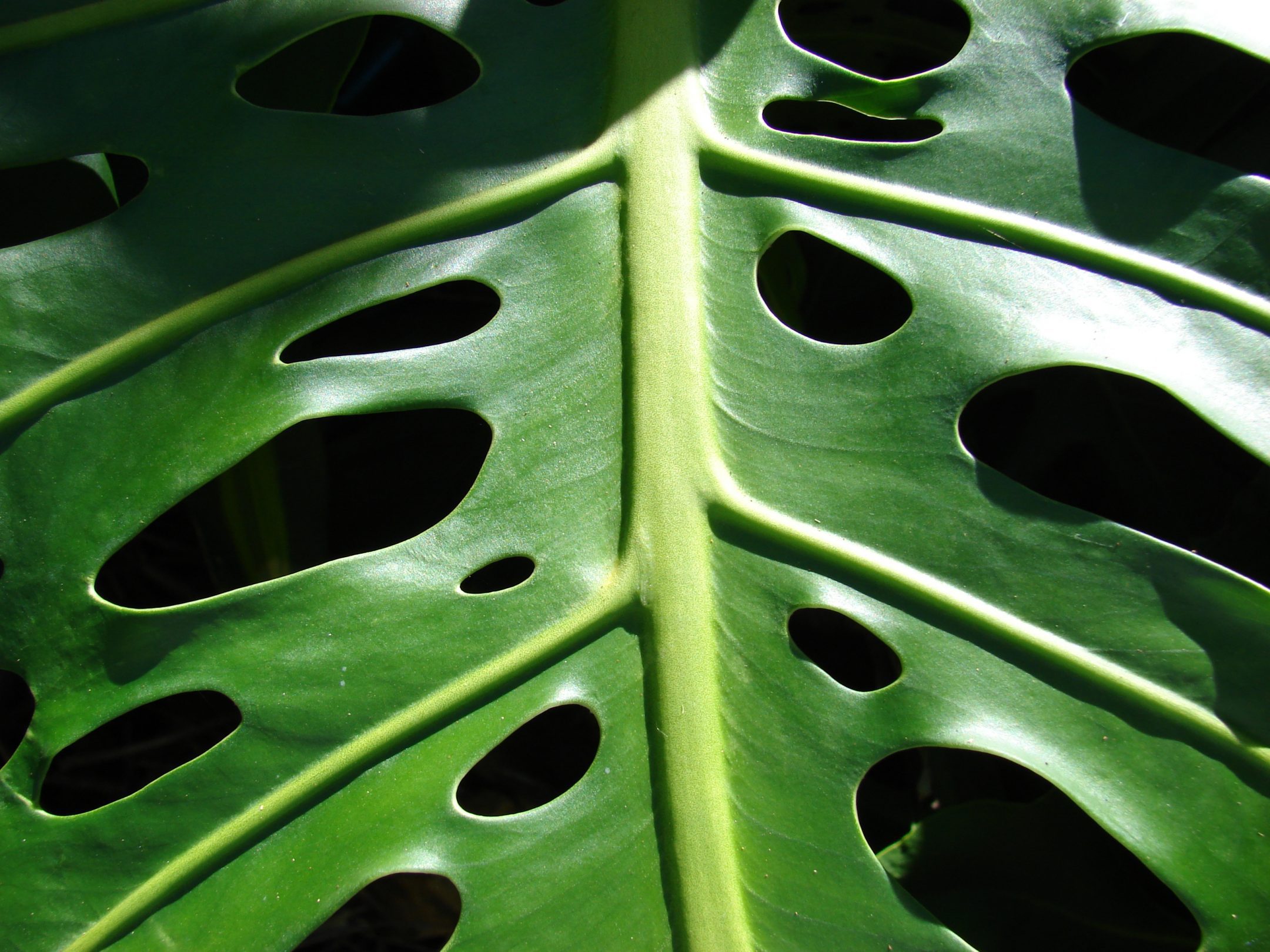 Holes In Zz Plant Leaves