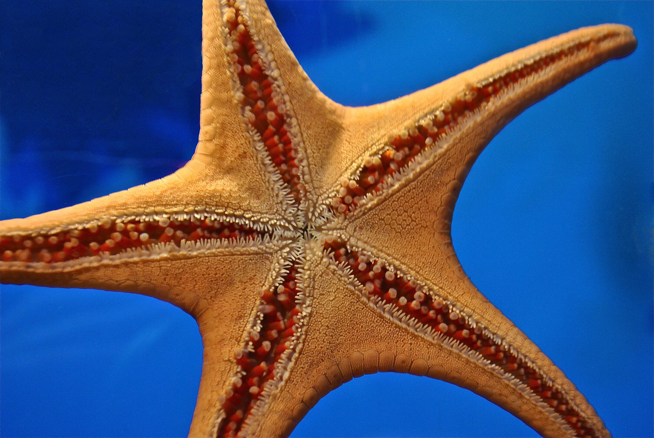 ecotric starfish