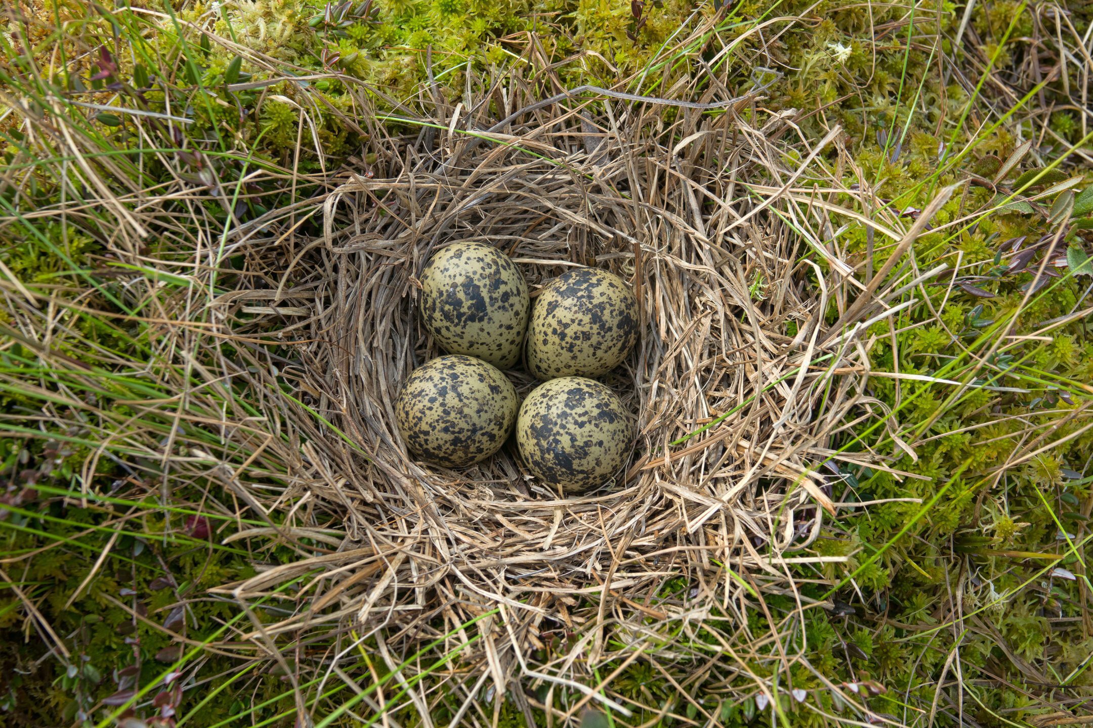 Innovation Inspired by Nature — AskNature