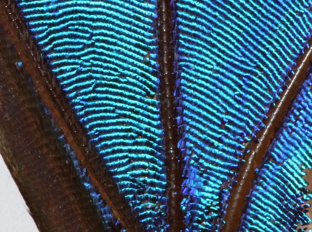 Wing Scales Cause Light To Diffract And Interfere Morpho Asknature