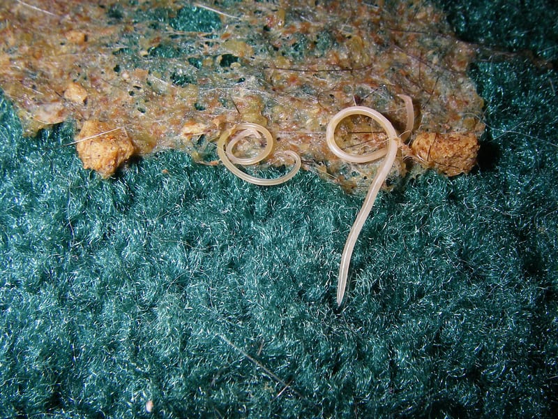 Catapulting transports worms Nematodes AskNature