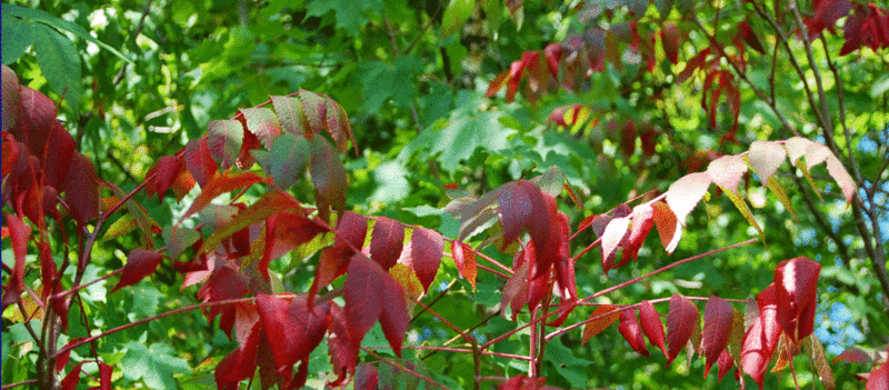 Red Leaves Hide Plants From Insects Phyllanthaceae Asknature