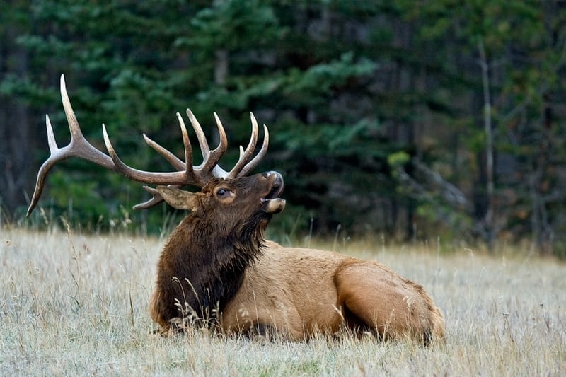 adult male elk